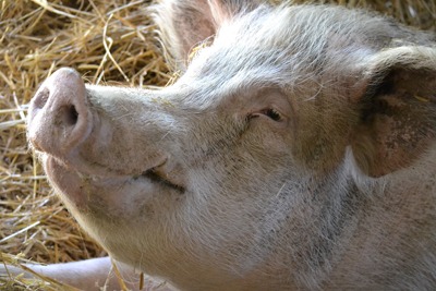 best friends animal society photo of pig