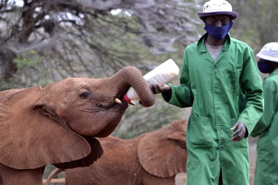 sheldrick wildlife trust photo of orphan elephant being fed