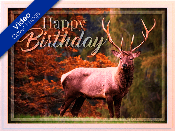 birthday ecard with video of buck standing in clearing