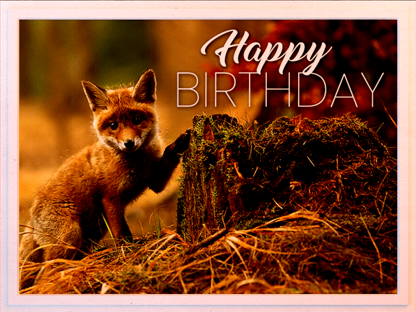 Birthday eCard with photo of young fox