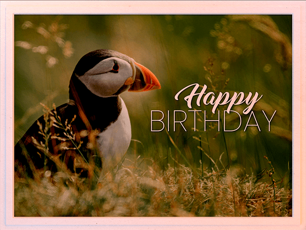 birthday ecard with photo of puffin in grass