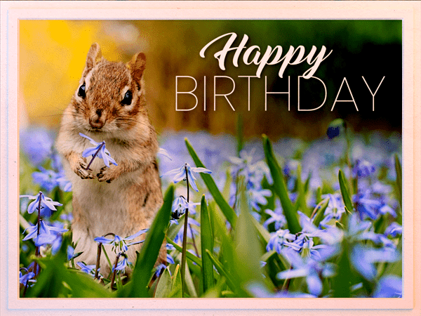 Birthday eCard with photo of chipmunk holding flower