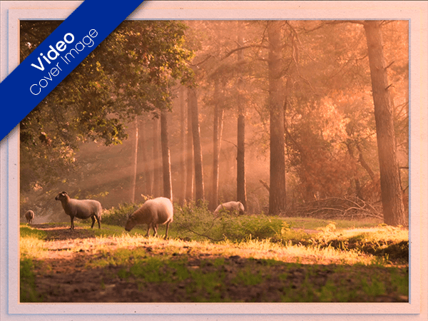 blank ecard with video of sheep at dawn