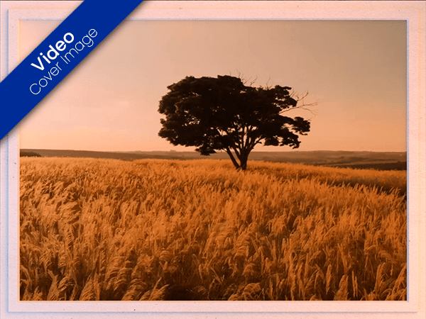 blank ecard with video of lone tree in wheat field