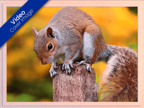 blank ecard with video of squirrel eating