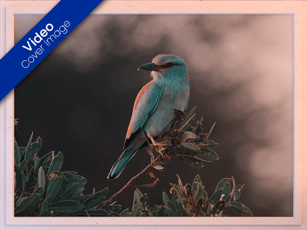 blank ecard with video of bluebird