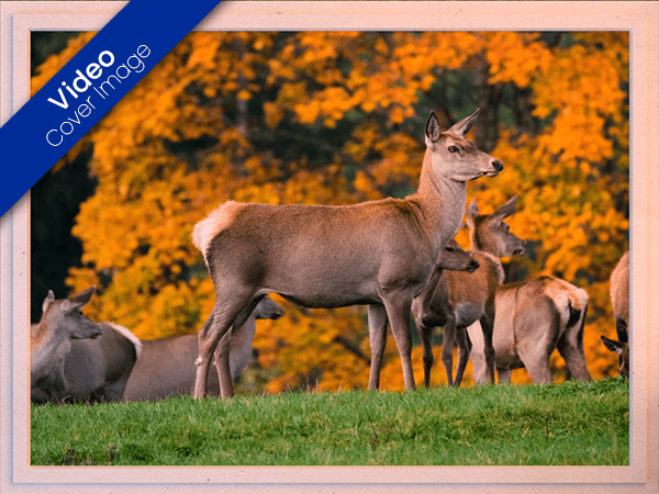 blank ecard with video of deer herd