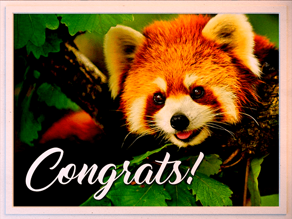 congratulations ecard with photo of red panda