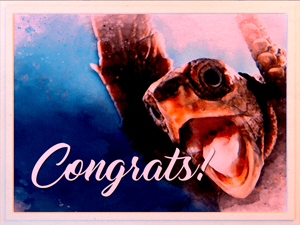 congratulations ecard with watercolor illustration of sea turtle