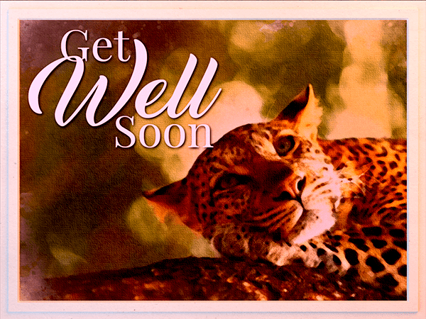 get well ecard with watercolor illustration of leopard resting in tree