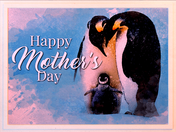 mothers day ecard with watercolor illustration of penguin parents and chick