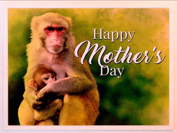 mothers day ecard with watercolor illustration of macaque mother and infant