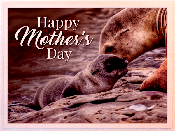 mothers day ecard with photo of sea lion mother and pup