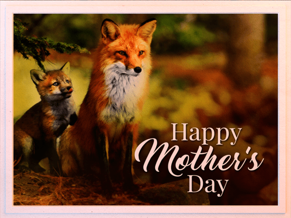 mothers day ecard with photo of fox mother and pup