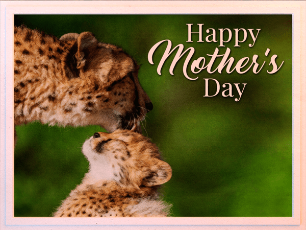 mothers day ecard with photo of cheetah mother and cub