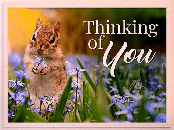 thinking of you ecard with photo of chipmunk holding flower