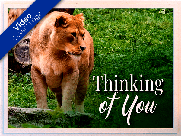 thinking of you ecard with video of lion on hill