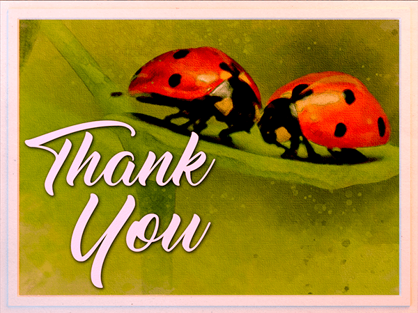 thank you ecard with watercolor illustration of ladybugs on a leaf