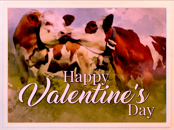 valentines day ecard with watercolor illustration of cows kissing