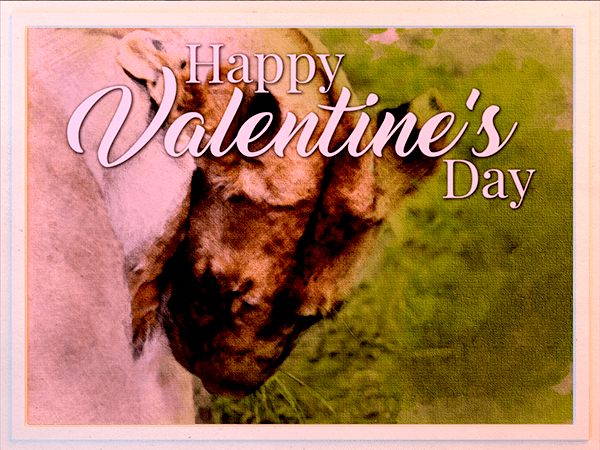 valentines day ecard with watercolor illustration of lions nuzzling