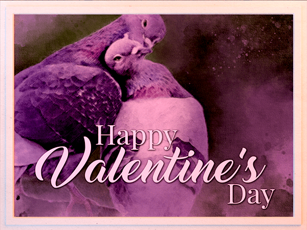 valentines day ecard with watercolor illustration of pigeons preening